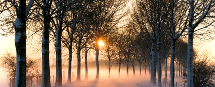 Trees in a forest